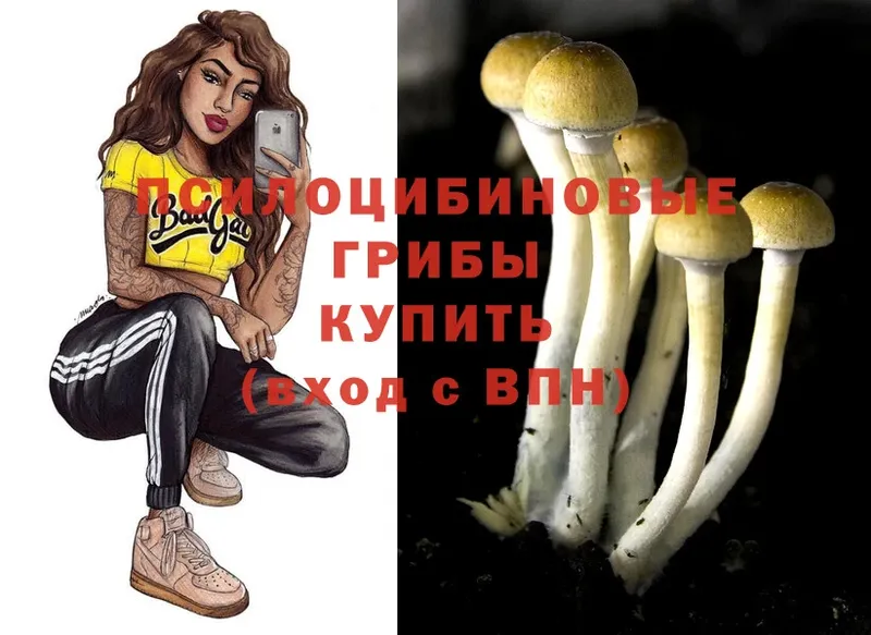 купить   KRAKEN как зайти  Псилоцибиновые грибы Cubensis  Заполярный 